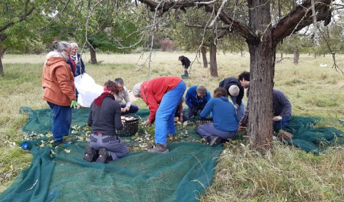 Nachlese – Ernteeinsatz der Hauptamtlichen der Sektion Berlin