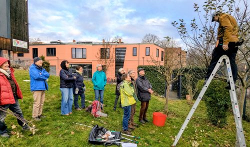 Adventsworkshop Dezember 2026 zum Obstbaumschnitt, AK Umwelt und Natur